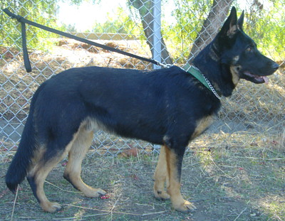 oliver von sonnenshein standing 2